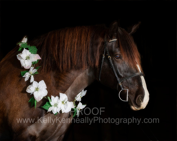 2020Holiday_Roscoe_1031