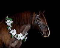 2020Holiday_Roscoe_1041