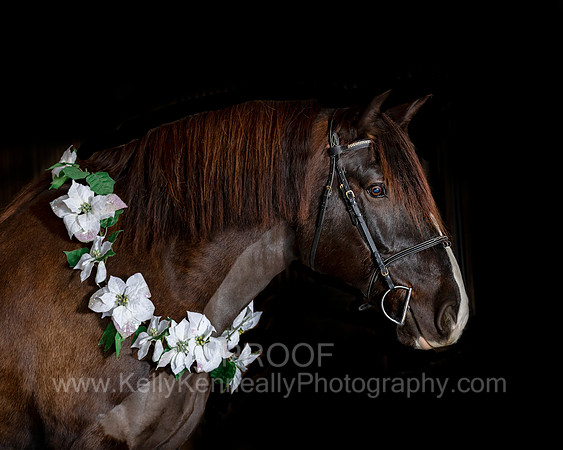2020Holiday_Roscoe_1041