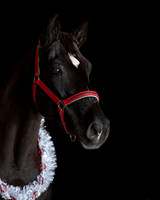 2020Holiday_Allie_0629