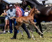ShermanRanch0524_3448