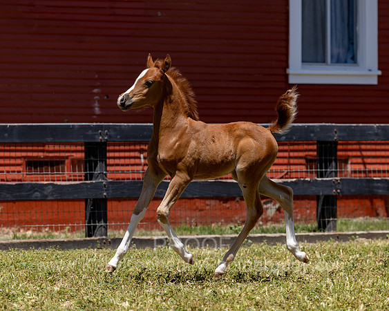ShermanRanch0524_2295