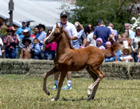 ShermanRanch0524_0203