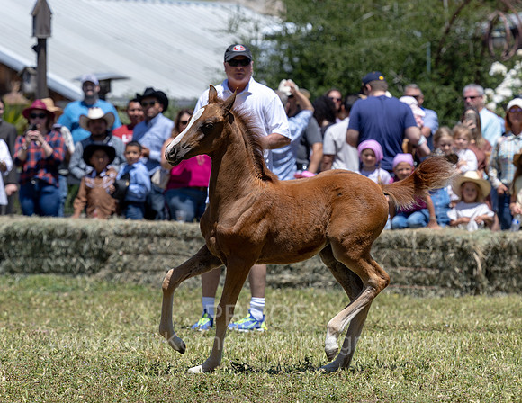 ShermanRanch0524_0203