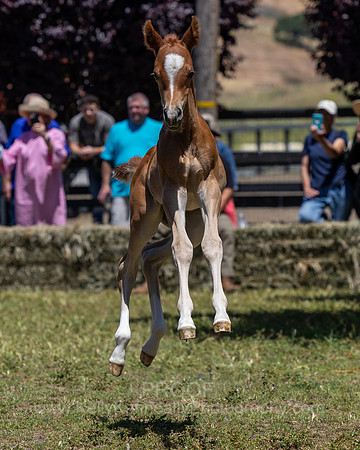 ShermanRanch0524_3706