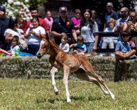 ShermanRanch0524_3457