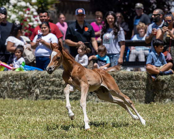ShermanRanch0524_3457