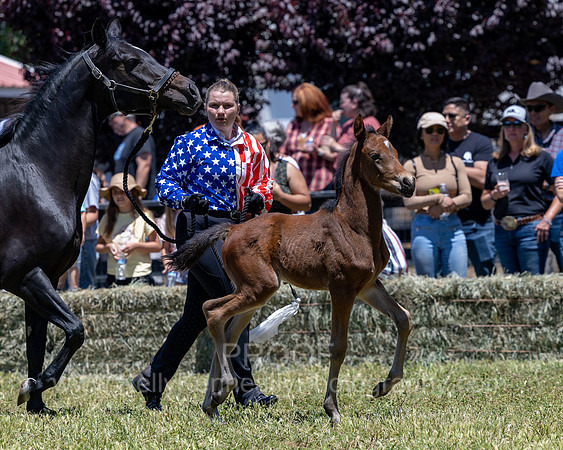 ShermanRanch0524_3190