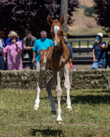 ShermanRanch0524_3708