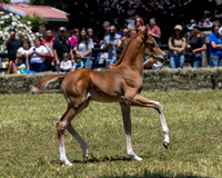 ShermanRanch0524_3674
