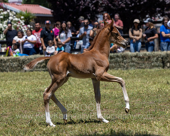 ShermanRanch0524_3674