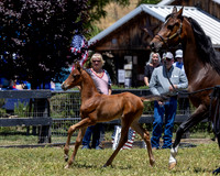 ShermanRanch0524_2722