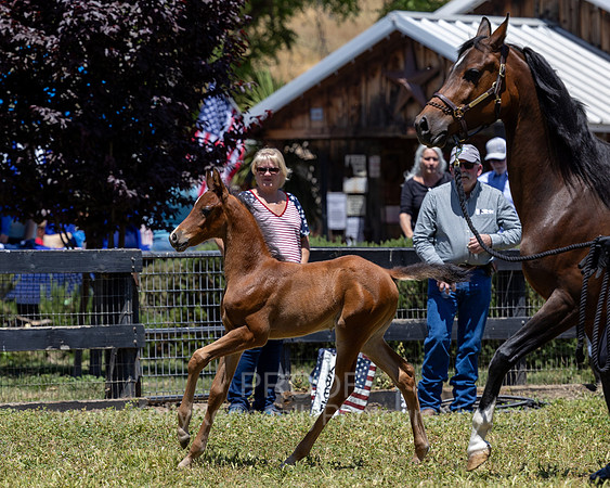 ShermanRanch0524_2722