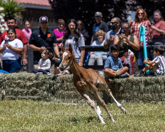 ShermanRanch0524_3450