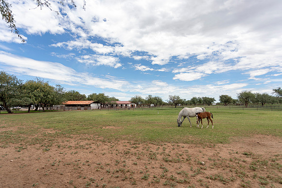 RS_Pastures_0456