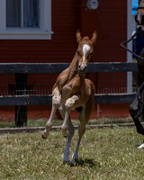 ShermanRanch0524_3629