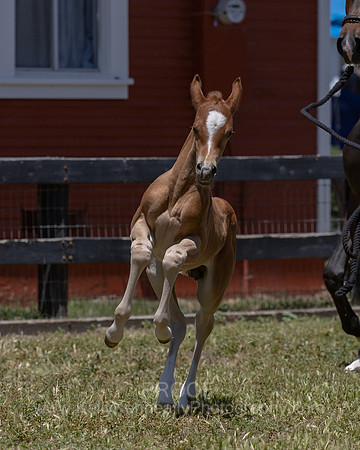 ShermanRanch0524_3629