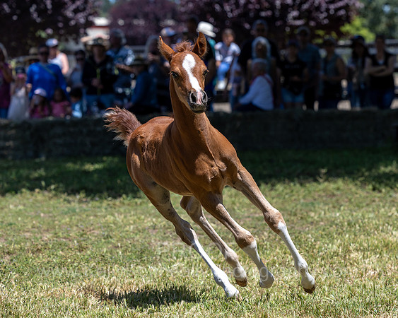 ShermanRanch0524_2115