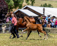 ShermanRanch0524_0221