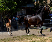 ShermanRanch0524_3342