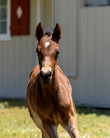 ShermanRanch0524_3282