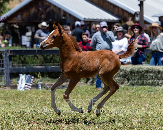 ShermanRanch0524_2015