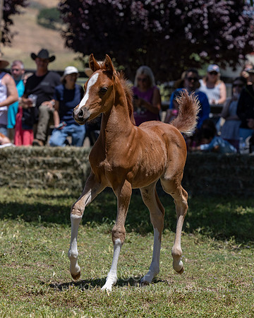 ShermanRanch0524_2408