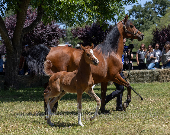 ShermanRanch0524_2189