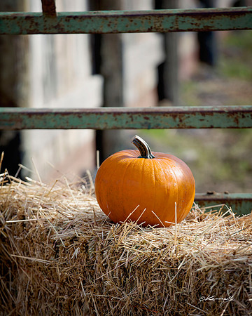 2016_HalloweenOpenShow_064