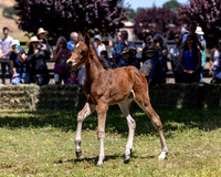 ShermanRanch0524_3056