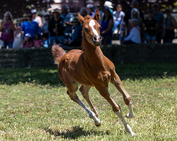 ShermanRanch0524_2113