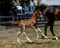 ShermanRanch0524_3370