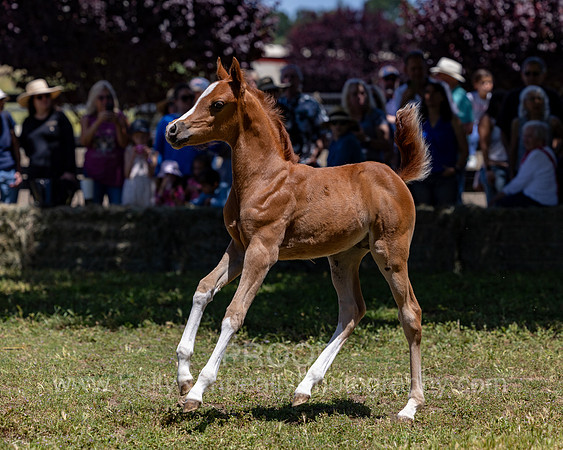 ShermanRanch0524_2219