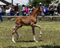 ShermanRanch0524_3665