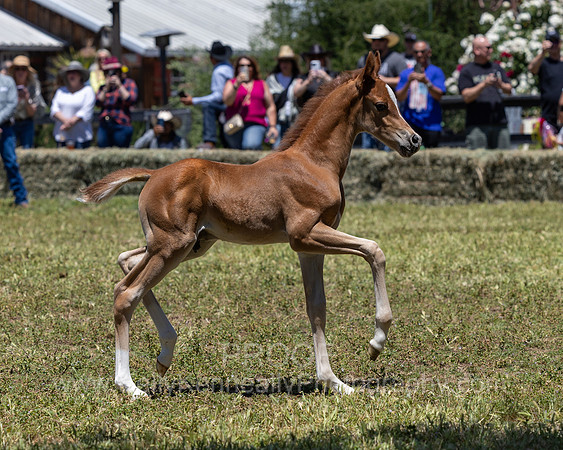 ShermanRanch0524_3665