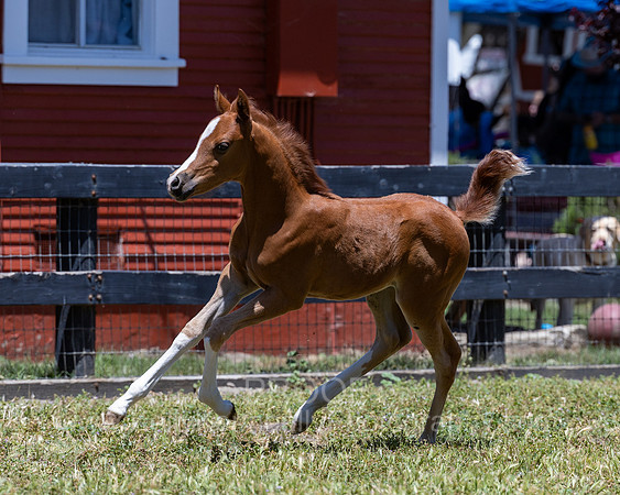 ShermanRanch0524_2062
