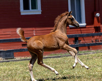 ShermanRanch0524_0196
