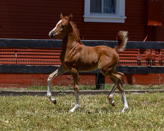 ShermanRanch0524_2290