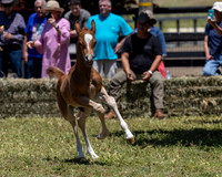 ShermanRanch0524_3688
