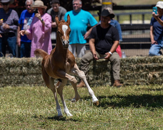 ShermanRanch0524_3688