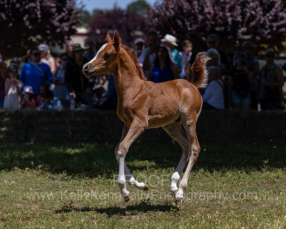 ShermanRanch0524_2216