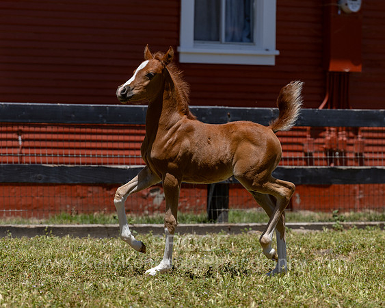 ShermanRanch0524_2289
