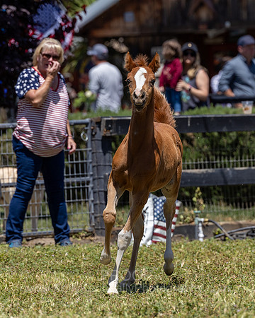 ShermanRanch0524_1374
