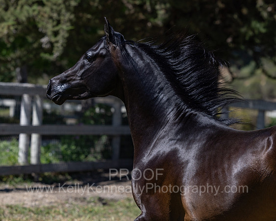 PrinceMacV_0625_6726