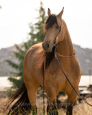 EA_Buckskin-3367