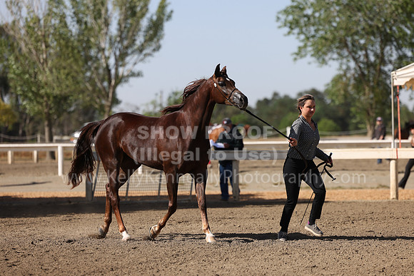 DAHA22_Fri_1633