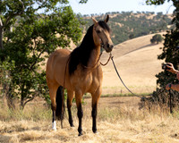 EA_Buckskin-2690