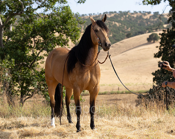 EA_Buckskin-2690