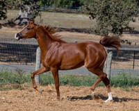TesoraFall16_0124