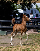 ShermanRanch0524_1455